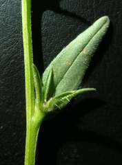 Buglossoides incrassata splitgerberi