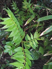 Zanthoxylum bungeanum