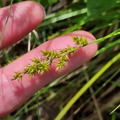 Carex elongata