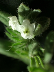 Buglossoides incrassata splitgerberi