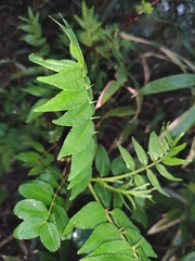 Zanthoxylum bungeanum