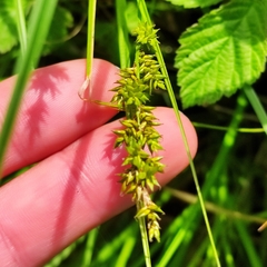 Carex elongata