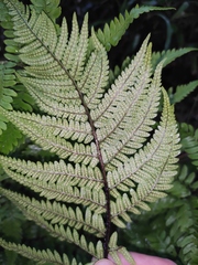 Dryopteris bissetiana