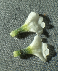 Buglossoides incrassata splitgerberi