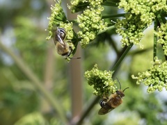Colletes dimidiatus