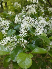 Chionanthus retusus