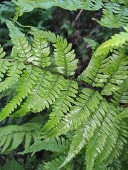 Dryopteris bissetiana