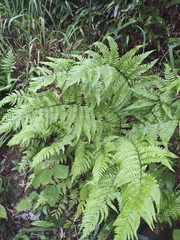 Dryopteris bissetiana