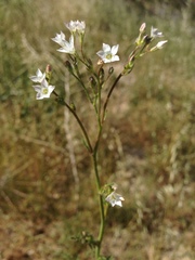 Saltugilia australis