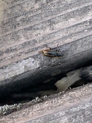 Prasocuris phellandrii