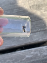 Prasocuris phellandrii