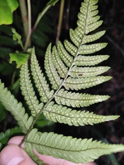 Dryopteris varia