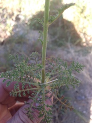 Saltugilia australis