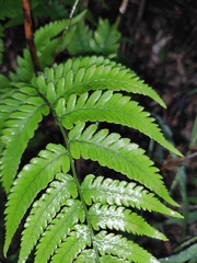 Dryopteris varia
