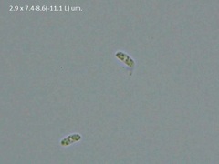 Peniophorella pubera