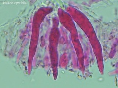 Peniophorella pubera