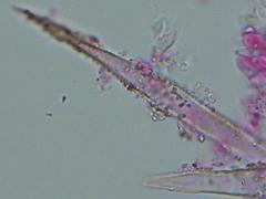 Peniophorella pubera