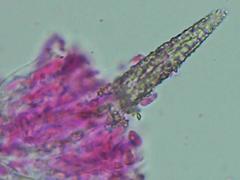 Peniophorella pubera