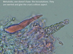 Peniophorella pubera