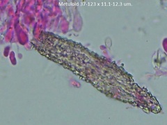 Peniophorella pubera