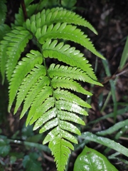 Dryopteris varia