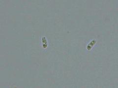 Peniophorella pubera