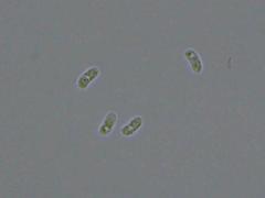 Peniophorella pubera