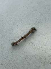 Hypomecis punctinalis