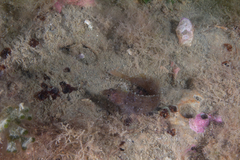 Ribeiroclinus eigenmanni