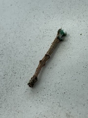 Hypomecis punctinalis