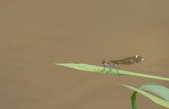 Calopteryx splendens