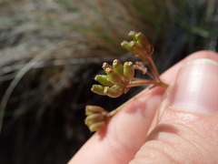 Lomatium hendersonii