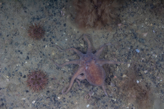 Octopus tehuelchus