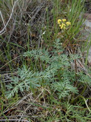 Lomatium hendersonii