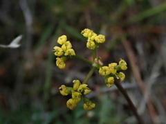 Lomatium hendersonii