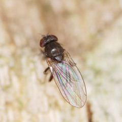 Scaptodrosophila