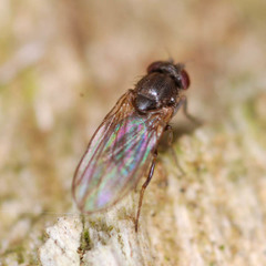 Scaptodrosophila