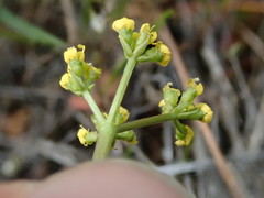 Lomatium hendersonii