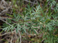 Lomatium hendersonii