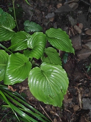 Hosta plantaginea