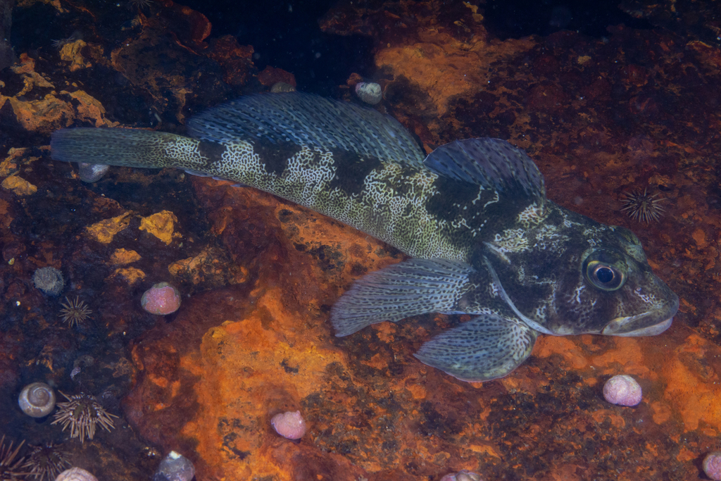 Vieja Thornfish