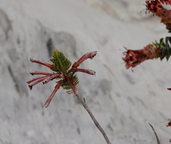 Erica thomae thomae