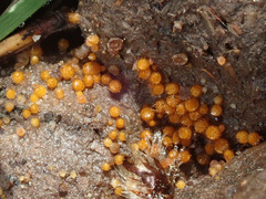 Cheilymenia stercorea