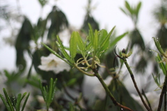 Rhododendron fortunei