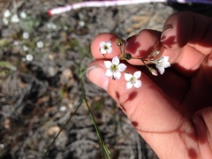 Saltugilia australis