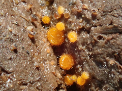 Cheilymenia stercorea