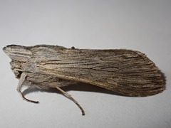 Cucullia chamomillae