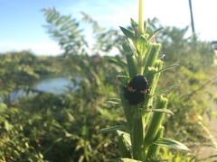 Glycyphana fulvistemma