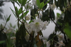 Rhododendron fortunei
