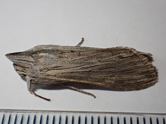 Cucullia chamomillae